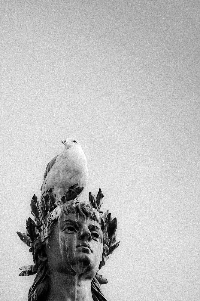 Bird Shit - 2020-01-01T00:00:00Z