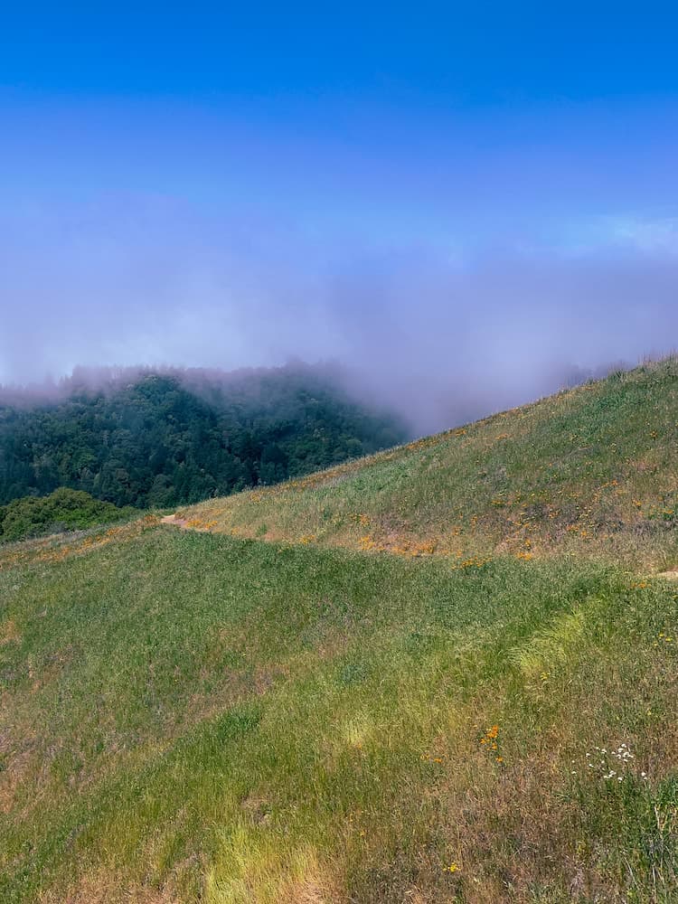 Foggy Hike - 2021-05-01T00:00:00Z