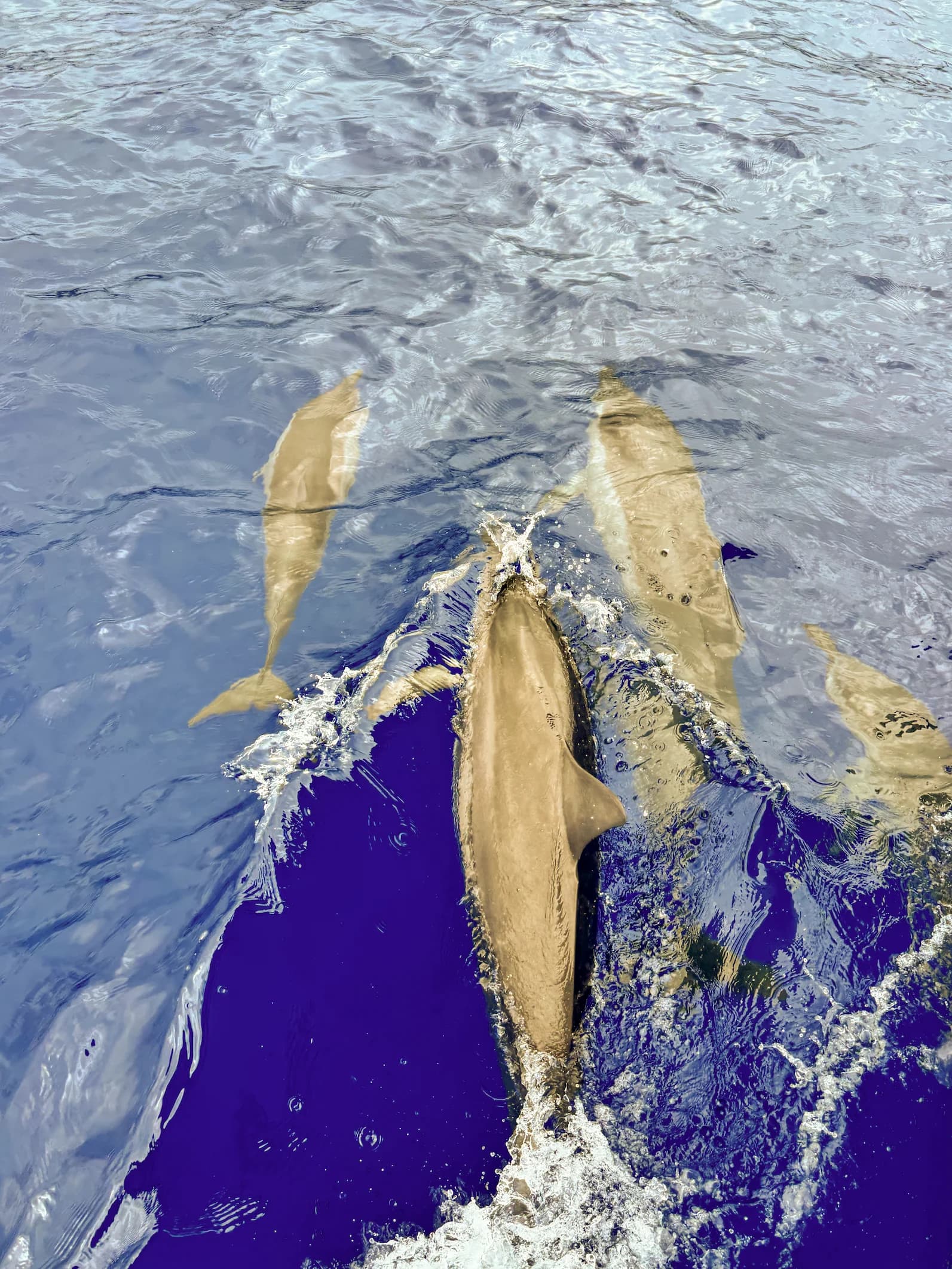 Dolphins - 2024-07-17T18:45:12Z
