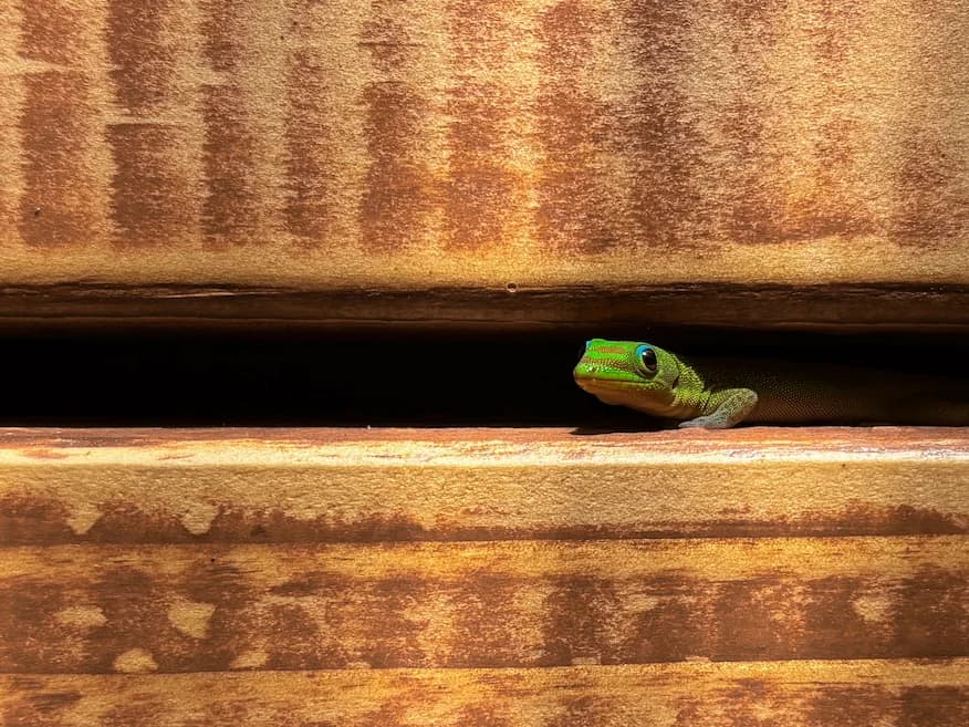 Hawaiian Lizard - 2024-07-19T17:55:57Z