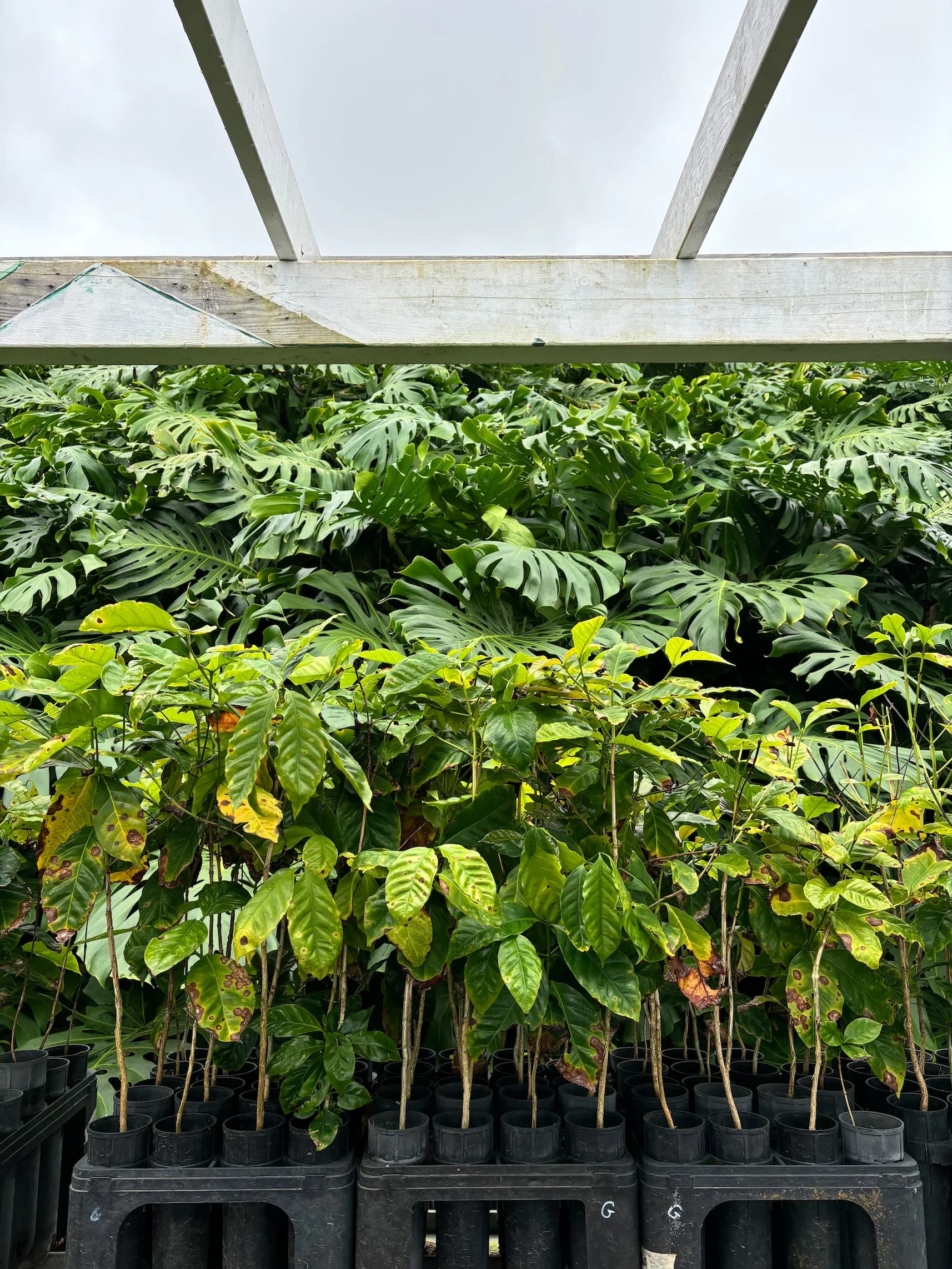 Heavenly Saplings - 2024-07-15T17:22:45Z