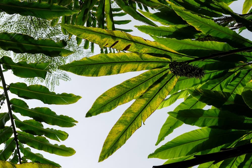 Hawaii Leaves - 2023-09-01T00:00:00Z
