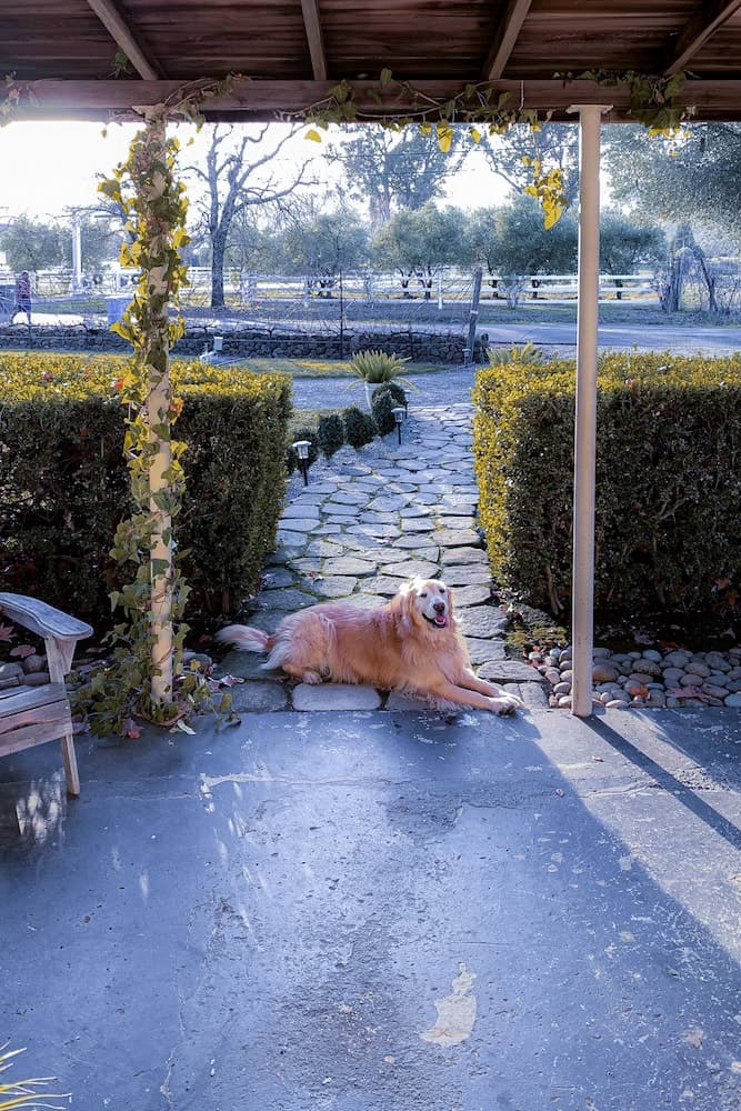 Jessie on the Porch - 2021-01-01T00:00:00Z