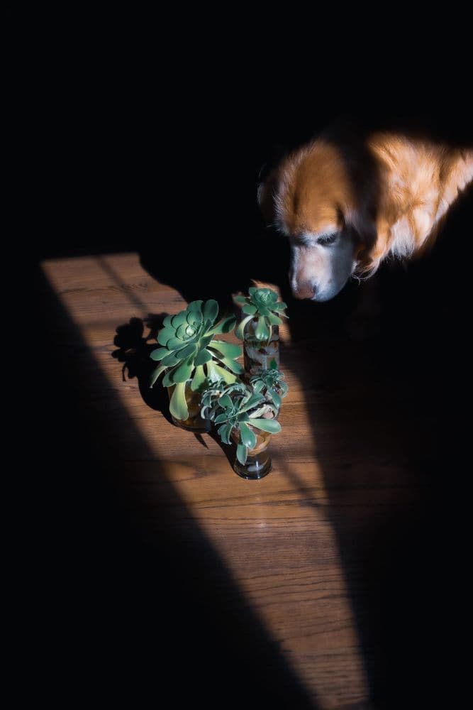 Jessie with the Succulent - 2020-05-01T00:00:00Z