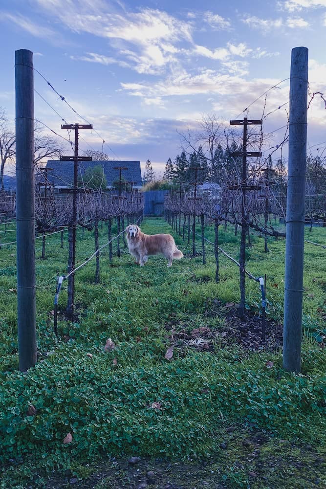 Jessie in the Vines - 2021-01-01T00:00:00Z