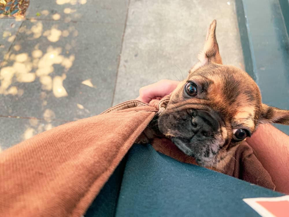 Phoebe Pouch - 2021-07-01T00:00:00Z