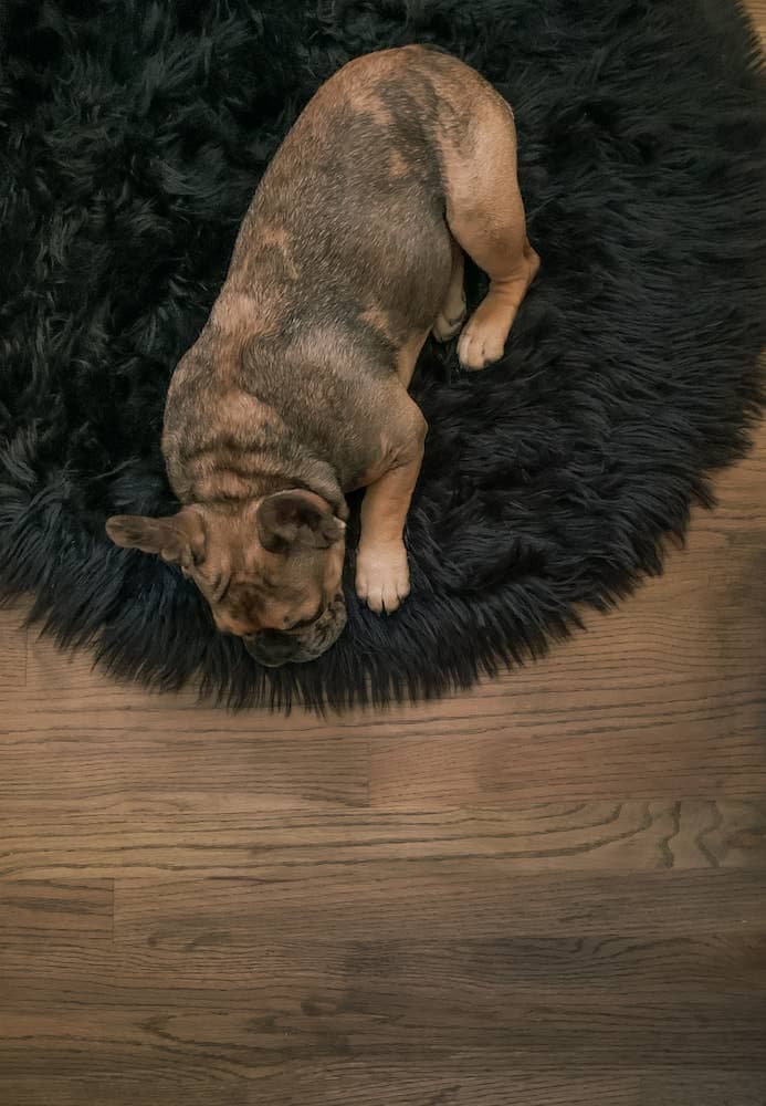 Phoebe Sleeping - 2021-07-01T00:00:00Z