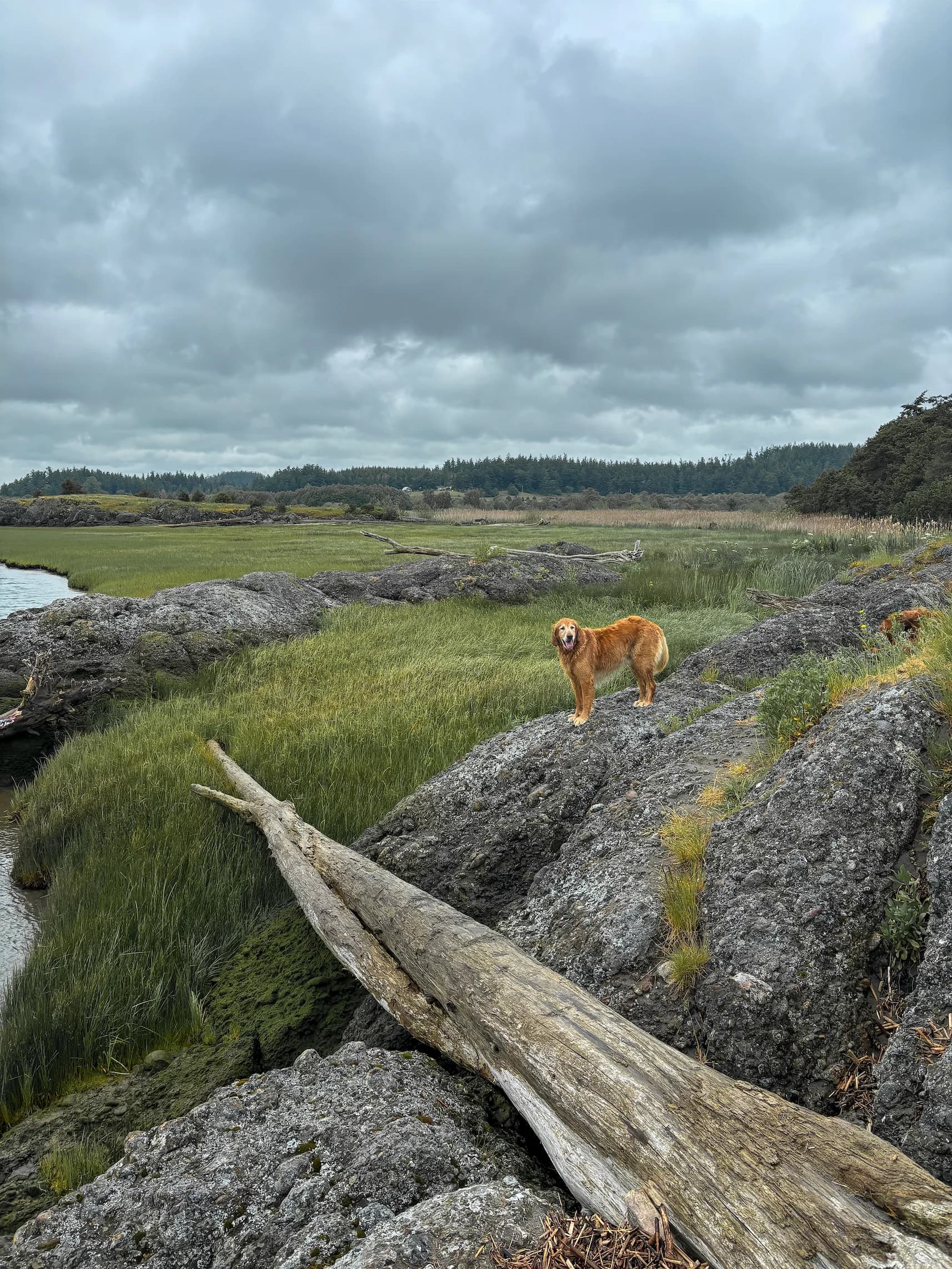 Majestic Golden - 2024-05-26T19:45:39Z