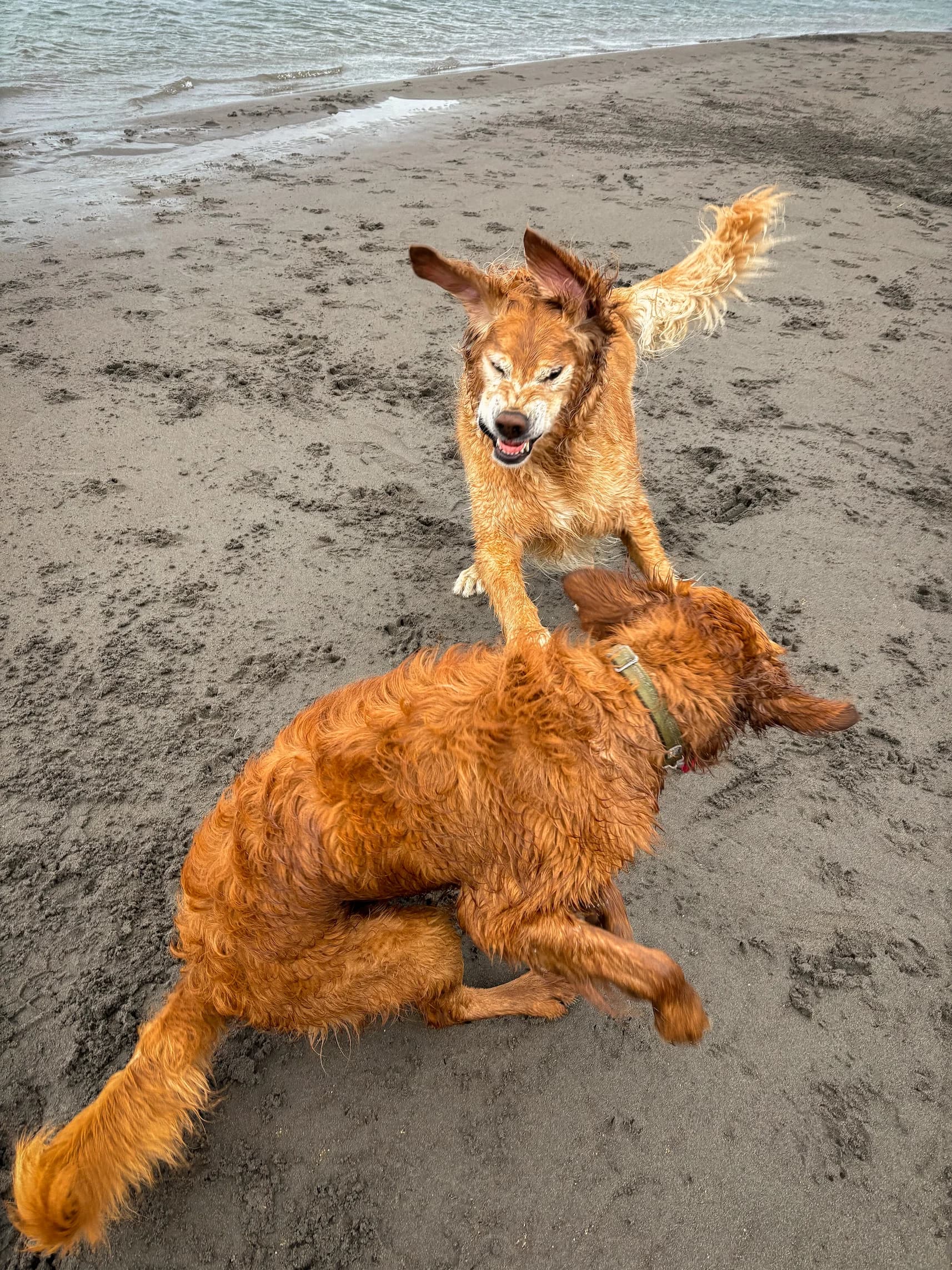 Battle Goldens - 2024-05-26T19:41:59Z
