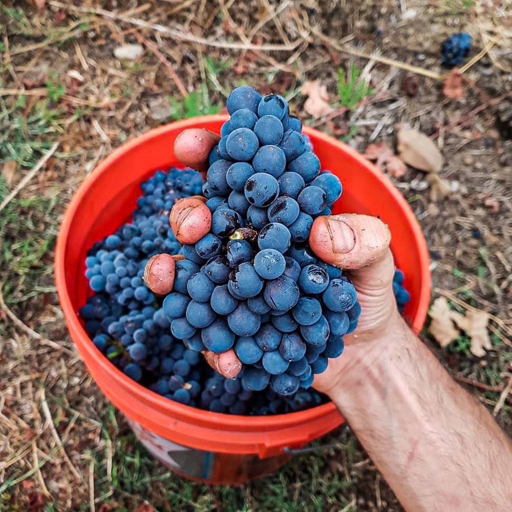 Sonoma Grapes 1 - 2020-10-01T00:00:00Z