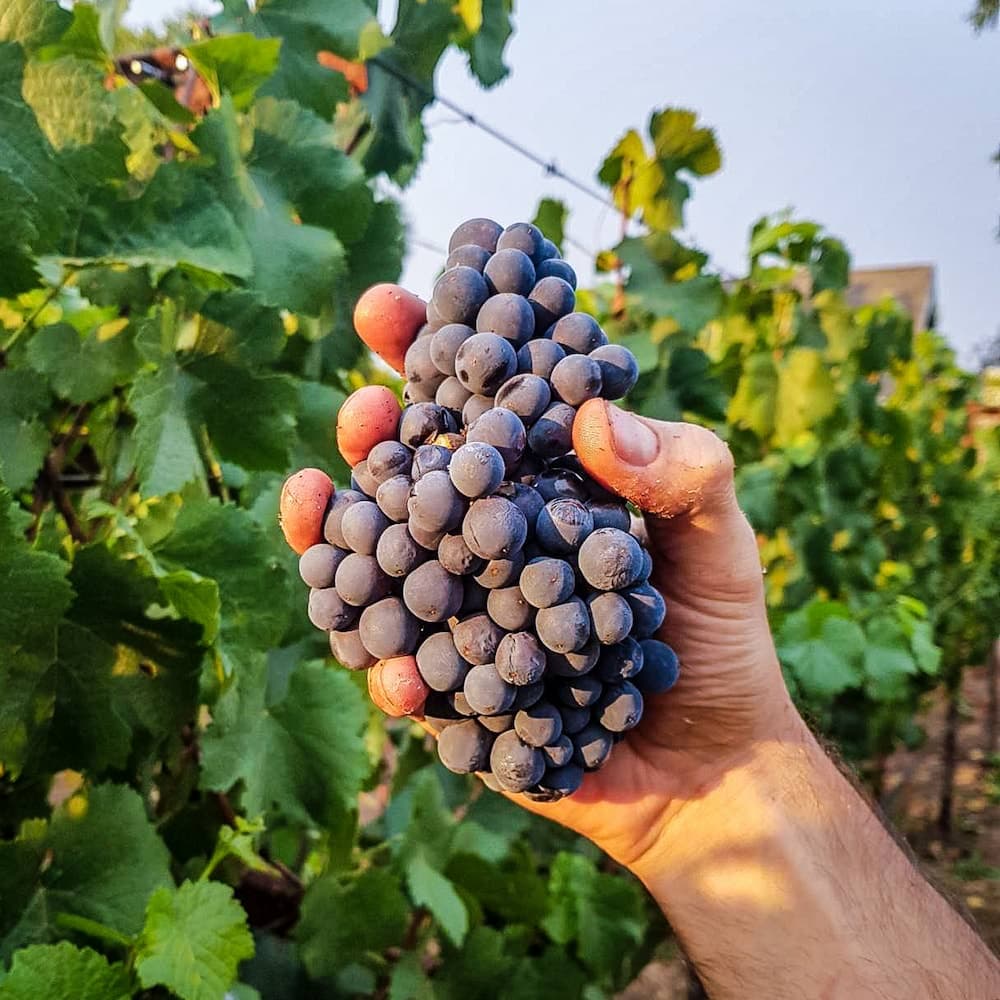 Sonoma Grapes 2 - 2020-10-01T00:00:00Z