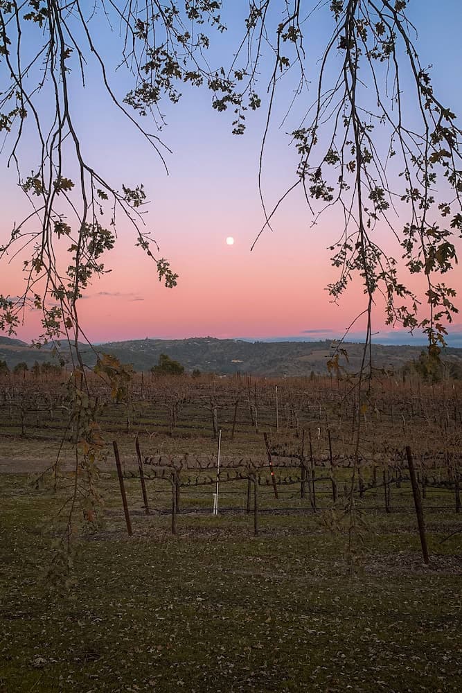 Sonoma Vineyard Sunset - 2020-10-01T00:00:00Z