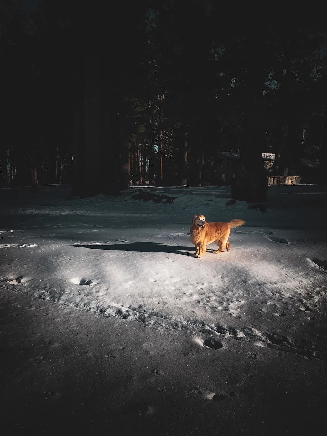 Jessie in the Meadow - 2022-12-24T16:55:15Z